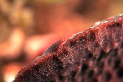 Cochleoceps bicolor