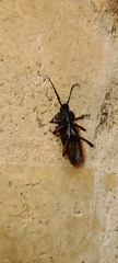 Solenoptera