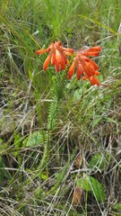 Erica cerinthoides cerinthoides