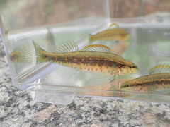 Etheostoma mariae