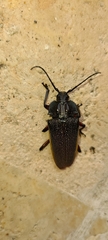 Solenoptera