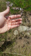 Brachystelma rubellum