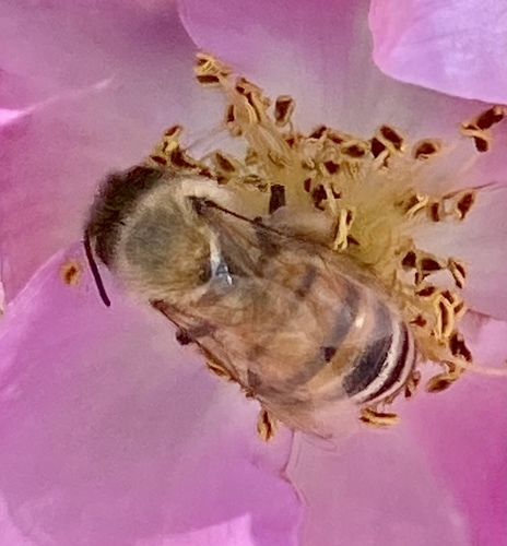 iNaturalist observation photo of Western Honey Bee