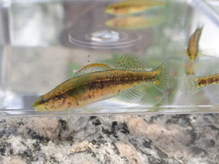Etheostoma mariae