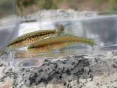 Etheostoma mariae