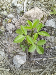 Otholobium mexicanum