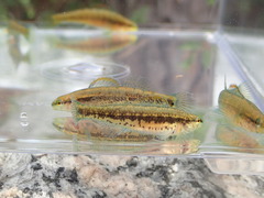 Etheostoma mariae