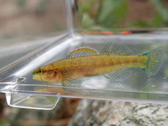 Etheostoma mariae