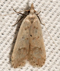 Dichomeris punctidiscellus