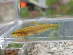 Etheostoma mariae