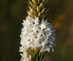 Epacris lanuginosa