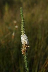 Epacris lanuginosa