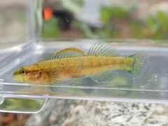 Etheostoma mariae