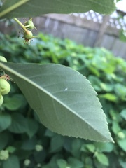 Crataegus crus-galli