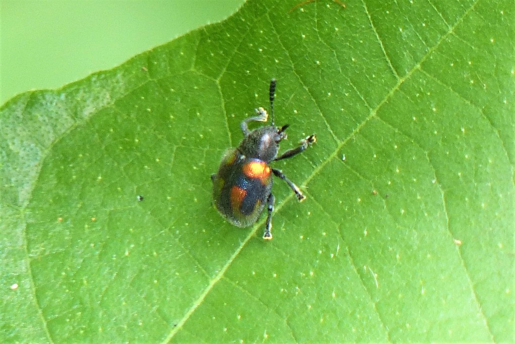 Heterotrichus