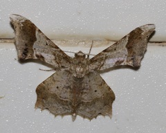 Krananda oliveomarginata