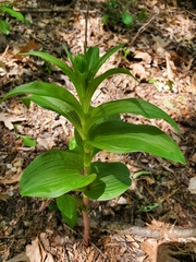 Epipactis helleborine