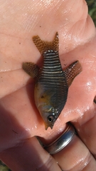 Fundulus xenicus