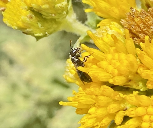 iNaturalist observation photo of Masked Bees