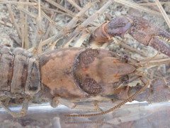 Cambarus acuminatus