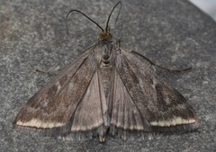 Loxostege munroealis