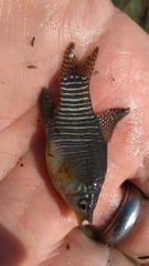 Fundulus xenicus