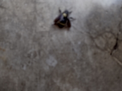 Bombus medius