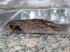 Cambarus acuminatus