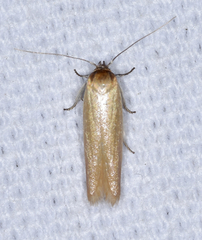 Holcocera immaculella