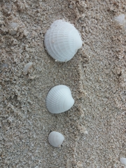 Chione elevata