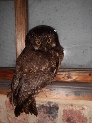 Megascops albogularis