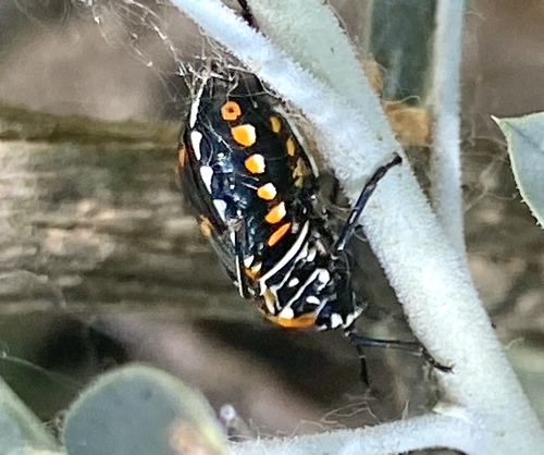 iNaturalist observation photo of Harlequin Bug