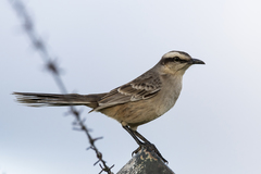 Mimus saturninus
