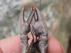 Cambarus acuminatus