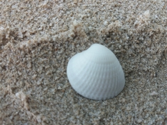 Chione elevata