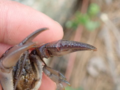 Cambarus acuminatus