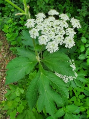 Heracleum maximum