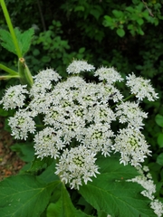 Heracleum maximum
