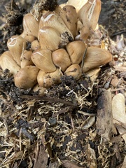 Coprinellus