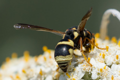 Euodynerus castigatus