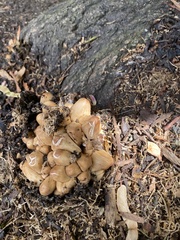 Coprinellus