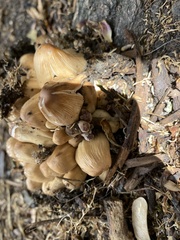 Coprinellus