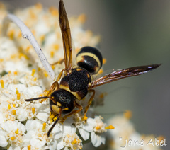Euodynerus castigatus
