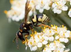 Euodynerus castigatus