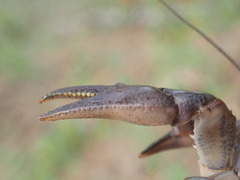 Cambarus acuminatus