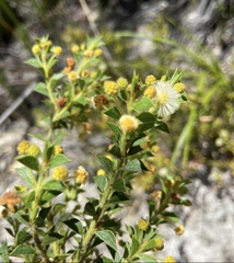 Acacia huegelii