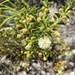 Huegel's Wattle - Photo (c) Kelly Paterson, some rights reserved (CC BY-NC), uploaded by Kelly Paterson