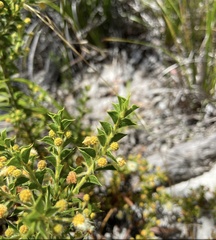 Acacia huegelii