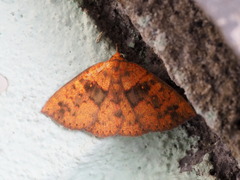 Singara diversalis