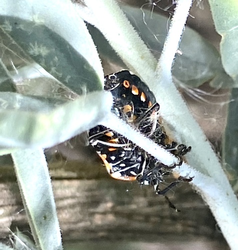 iNaturalist observation photo of Harlequin Bug